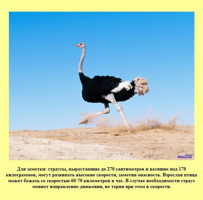 ����� � ���������