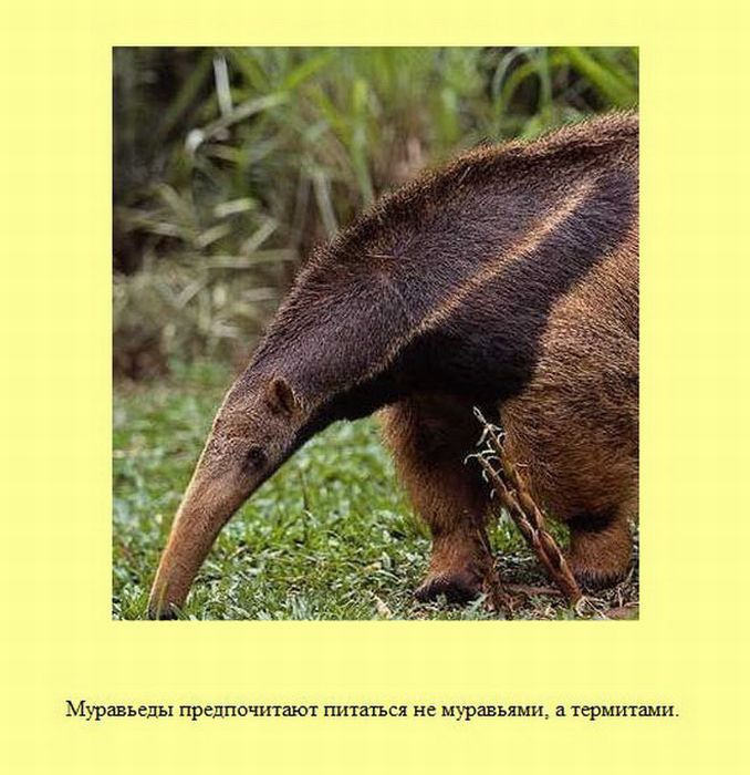 ����� � ��������� ����� 2 (37 ����)