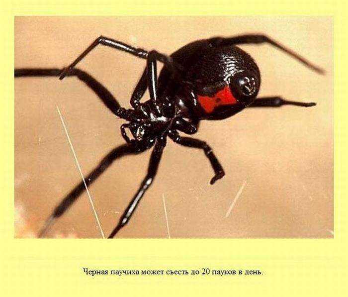 ����� � ��������� ����� 2 (37 ����)