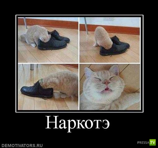 �������� ����� ���������� ������������� (49 ����)