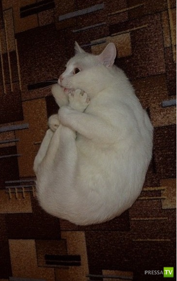 �������� ����� ����� �������� (48 ����)