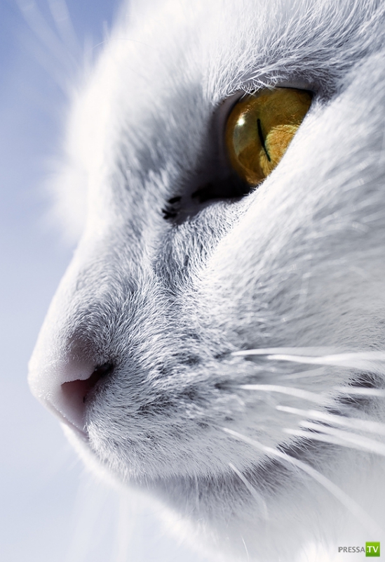 �������� ����� ����� �������� (48 ����)