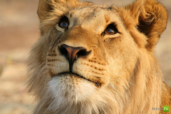 �������� ����� ����� �������� (48 ����)