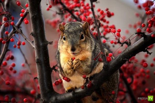 �������� ����� ����� �������� (48 ����)