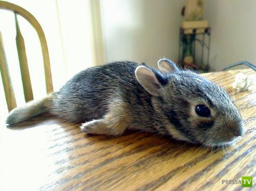 �������� ����� ����� �������� (48 ����)