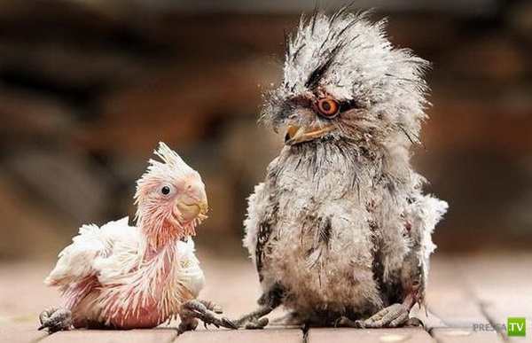 �������� ����� ����� �������� (48 ����)