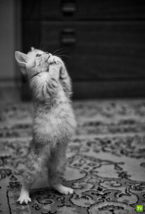 �������� ����� ����� �������� (48 ����)