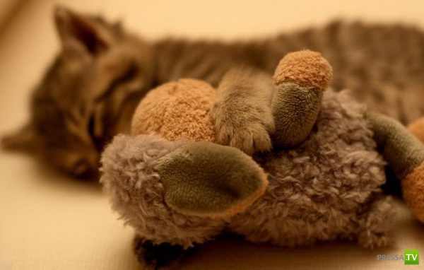 �������� ����� ����� �������� (48 ����)