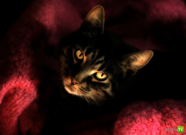 �������� ����� ����� �������� (48 ����)