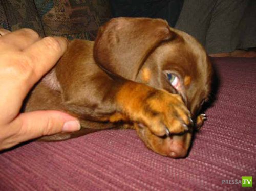 �������� ����� ����� �������� (48 ����)