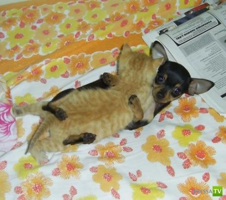 �������� ����� ����� �������� (48 ����)