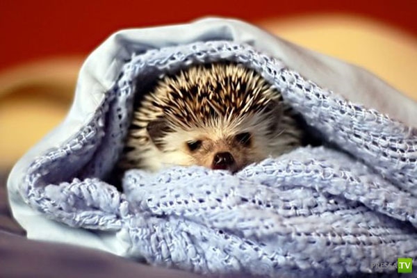 �������� ����� ����� �������� (48 ����)