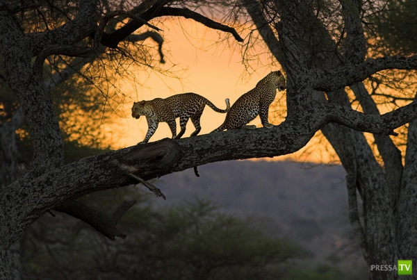 �������� ����� ����� �������� (48 ����)