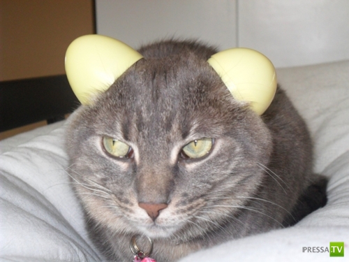 �������� ����� ����� �������� (48 ����)