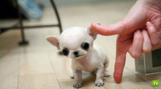 �������� ����� ����� �������� (48 ����)