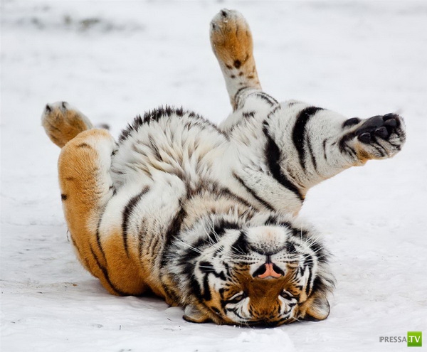 �������� ����� ����� �������� (48 ����)