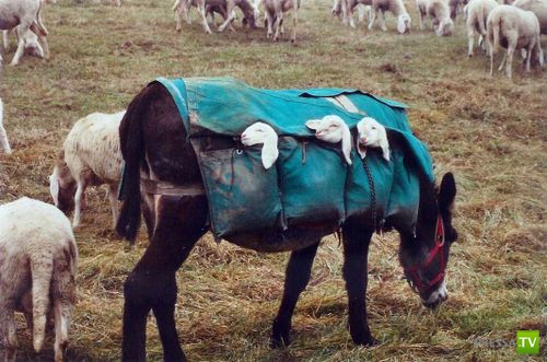 �������� ����� ����� �������� (48 ����)