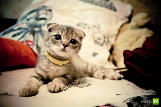 �������� ����� ����� �������� (48 ����)