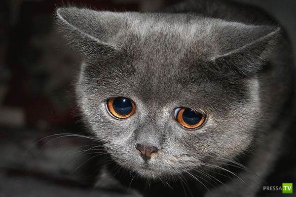 �������� ����� ����� �������� (48 ����)