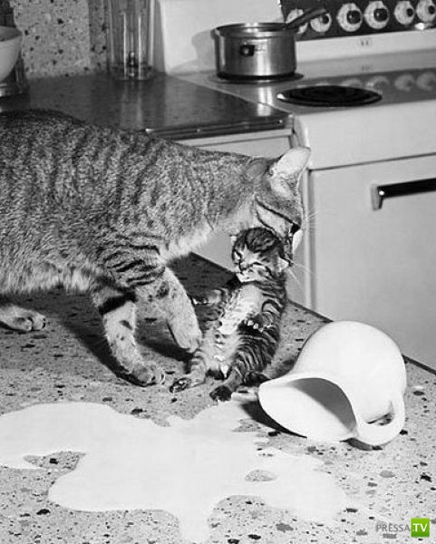 �������� ����� ����� �������� (48 ����)