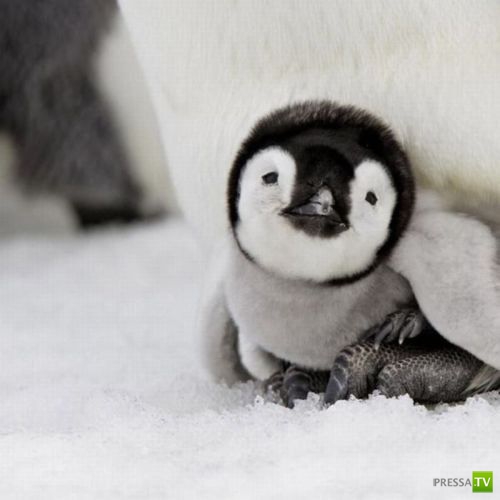 �������� ����� ����� �������� (48 ����)