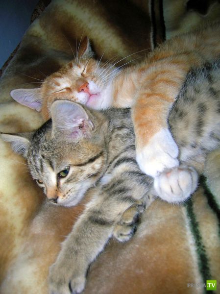 �������������� ���� ��� ��������� ����� (78 ����)