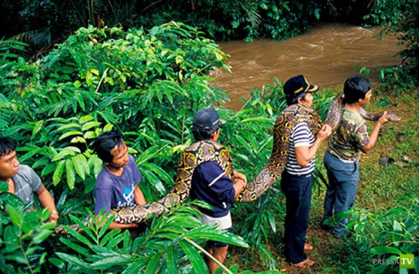 Крупнейшие змеи планеты (20 фото)