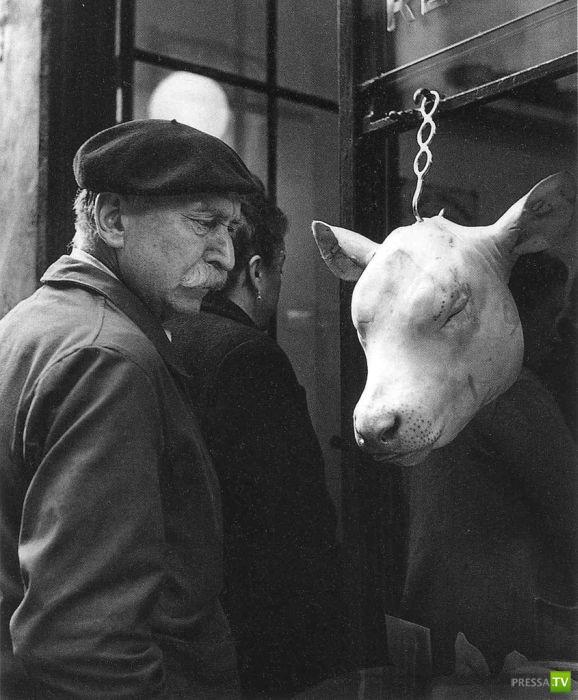 ����� ����� ������ ������� (41 ����)