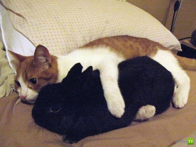 Эти забавные и милые животные Часть 4 (33 фото)