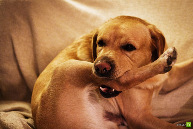 Эти забавные и милые животные Часть 5 (36 фото)