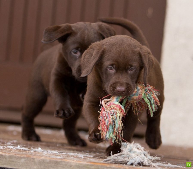 ��� �������� �������� ����� 6 (33 ����)