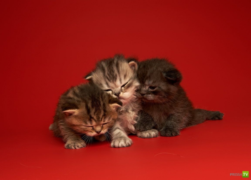 ��� �������� �������� ����� 6 (33 ����)