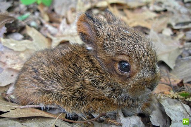 ��� �������� �������� ����� 6 (33 ����)