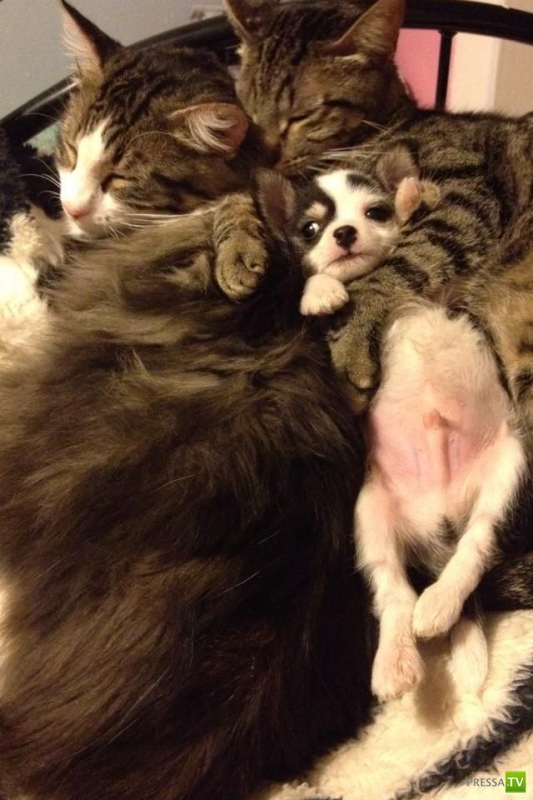 ��� �������� �������� ����� 6 (33 ����)