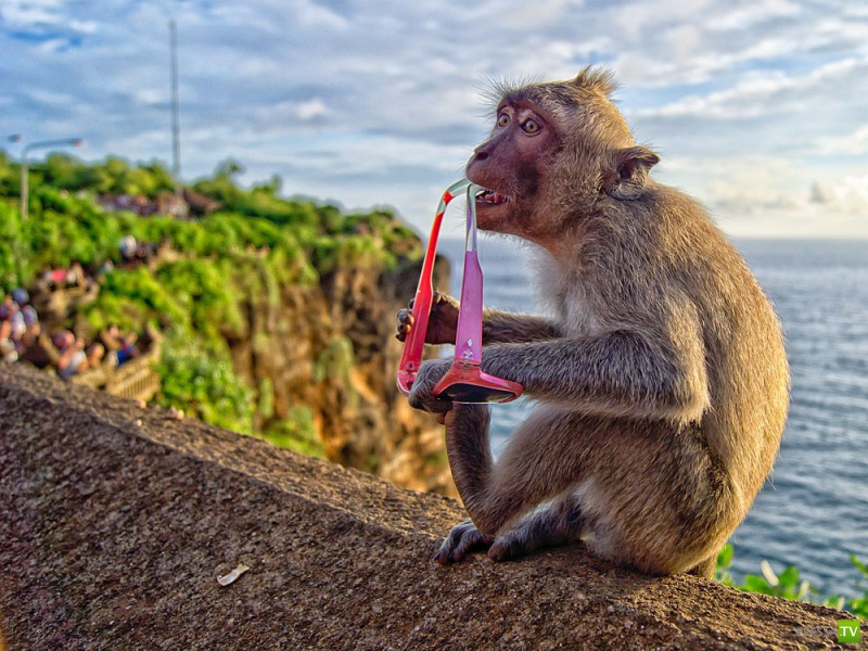 ��� �������� �������� ����� 6 (33 ����)