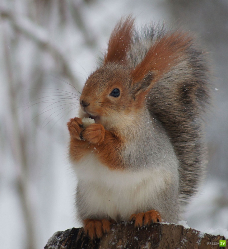 ��� �������� �������� ����� 6 (33 ����)