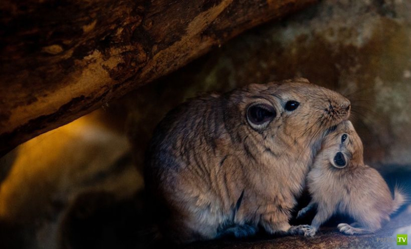 ��� �������� �������� ����� 6 (33 ����)