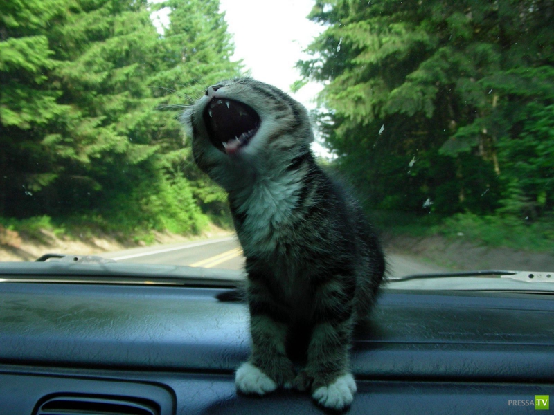 ��� �������� �������� ����� 6 (33 ����)