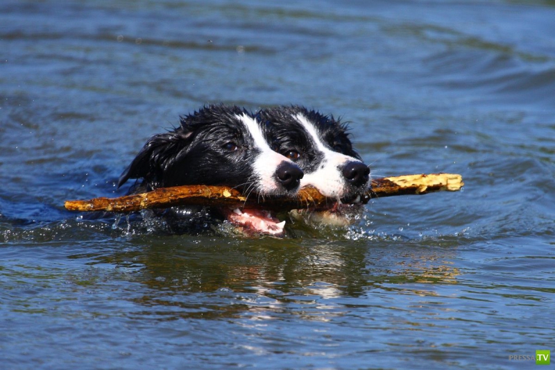 ��� �������� �������� ����� 6 (33 ����)