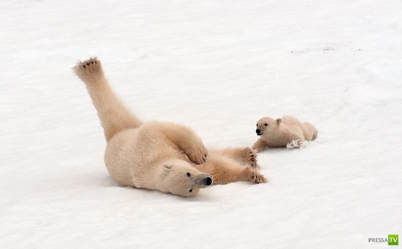 ��� �������� �������� ����� 6 (33 ����)