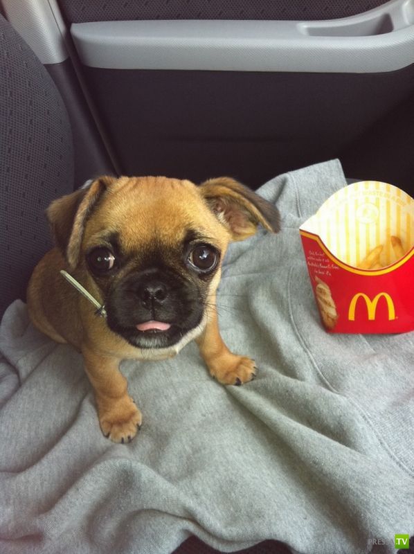 ��� �������� �������� ����� 6 (33 ����)