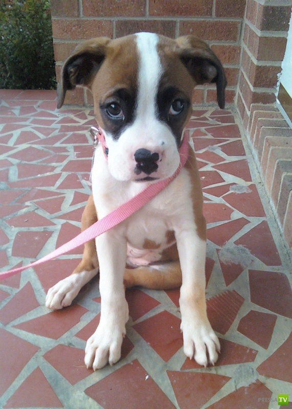 ��� �������� �������� ����� 6 (33 ����)