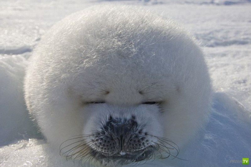 ��� �������� �������� ����� 6 (33 ����)