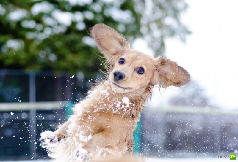 ��� �������� �������� ����� 6 (33 ����)