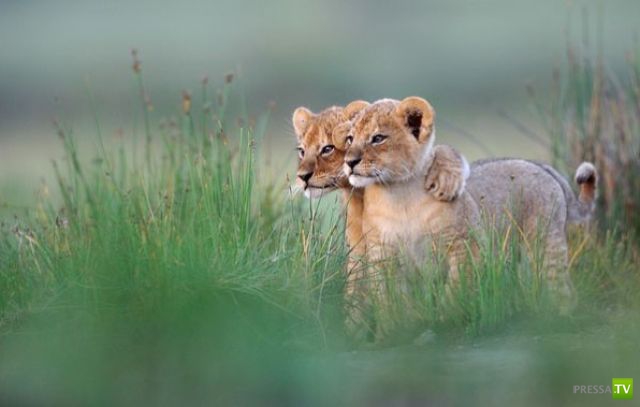 ��� �������� �������� ����� 6 (33 ����)