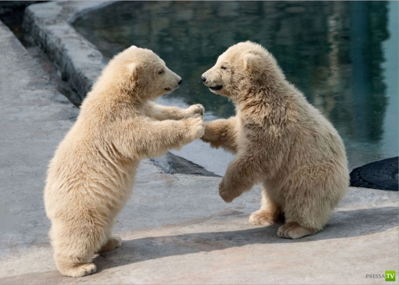 ��� �������� �������� ����� 6 (33 ����)