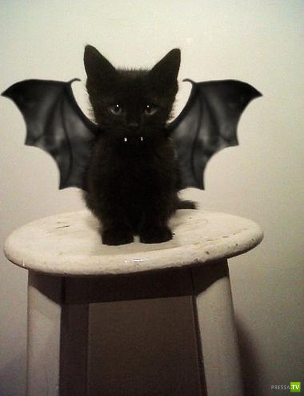 Эти забавные животные Часть 6 (33 фото)