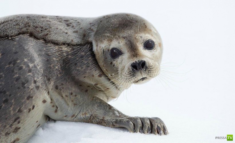 ��� �������� �������� ����� 6 (33 ����)