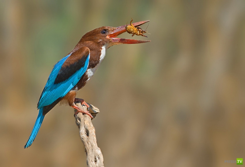 �������� ������ (46 ����)