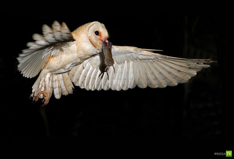 �������� ������ (46 ����)